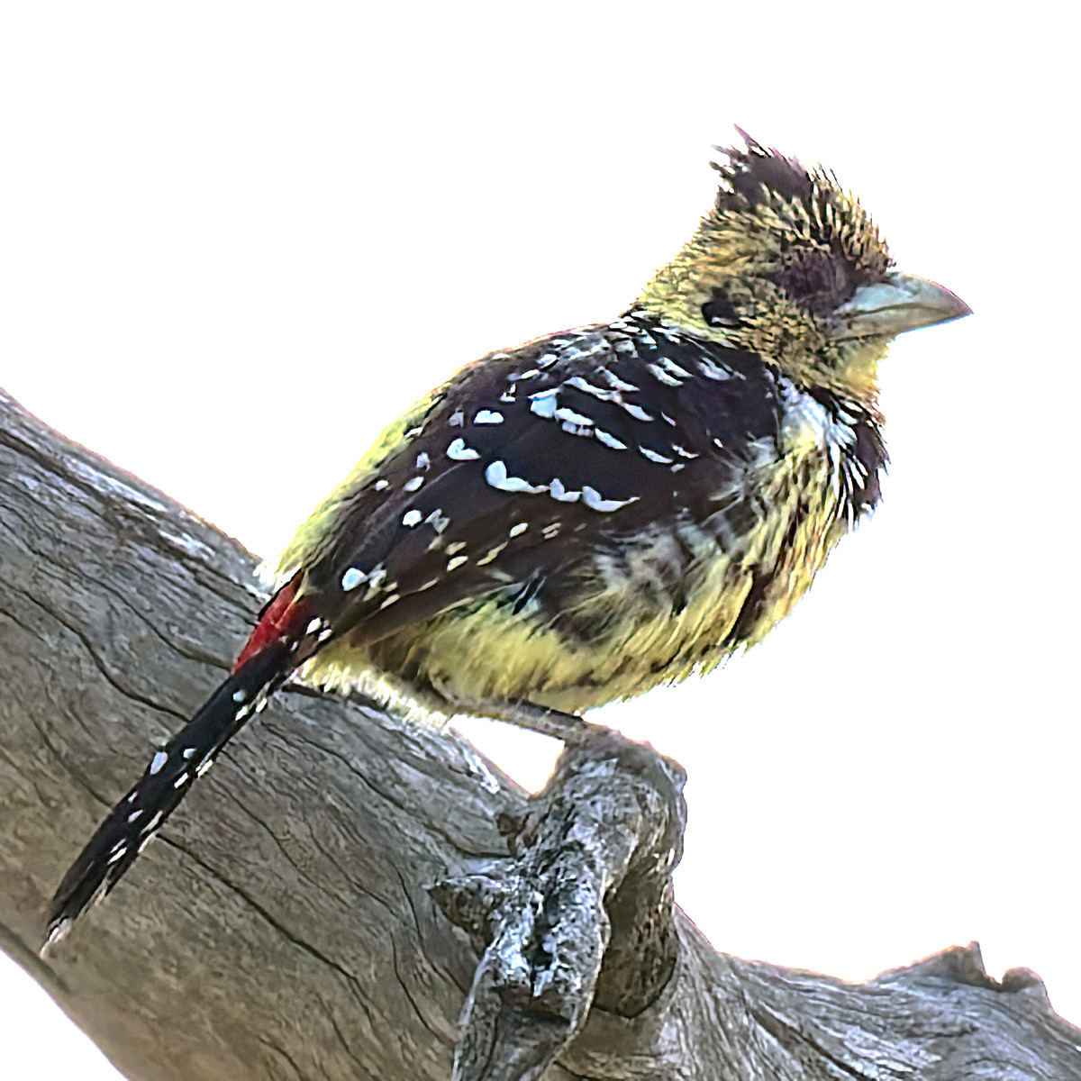 image Crested Barbet